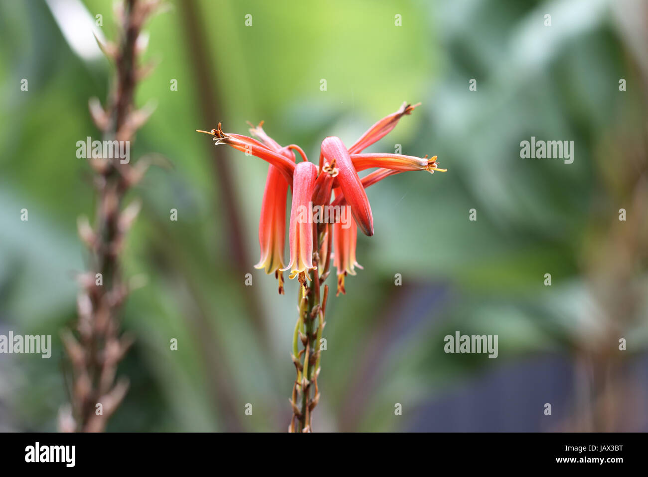 Nahaufnahme von Aloevera Blumen isoliert gegen hellen Hintergrund Stockfoto