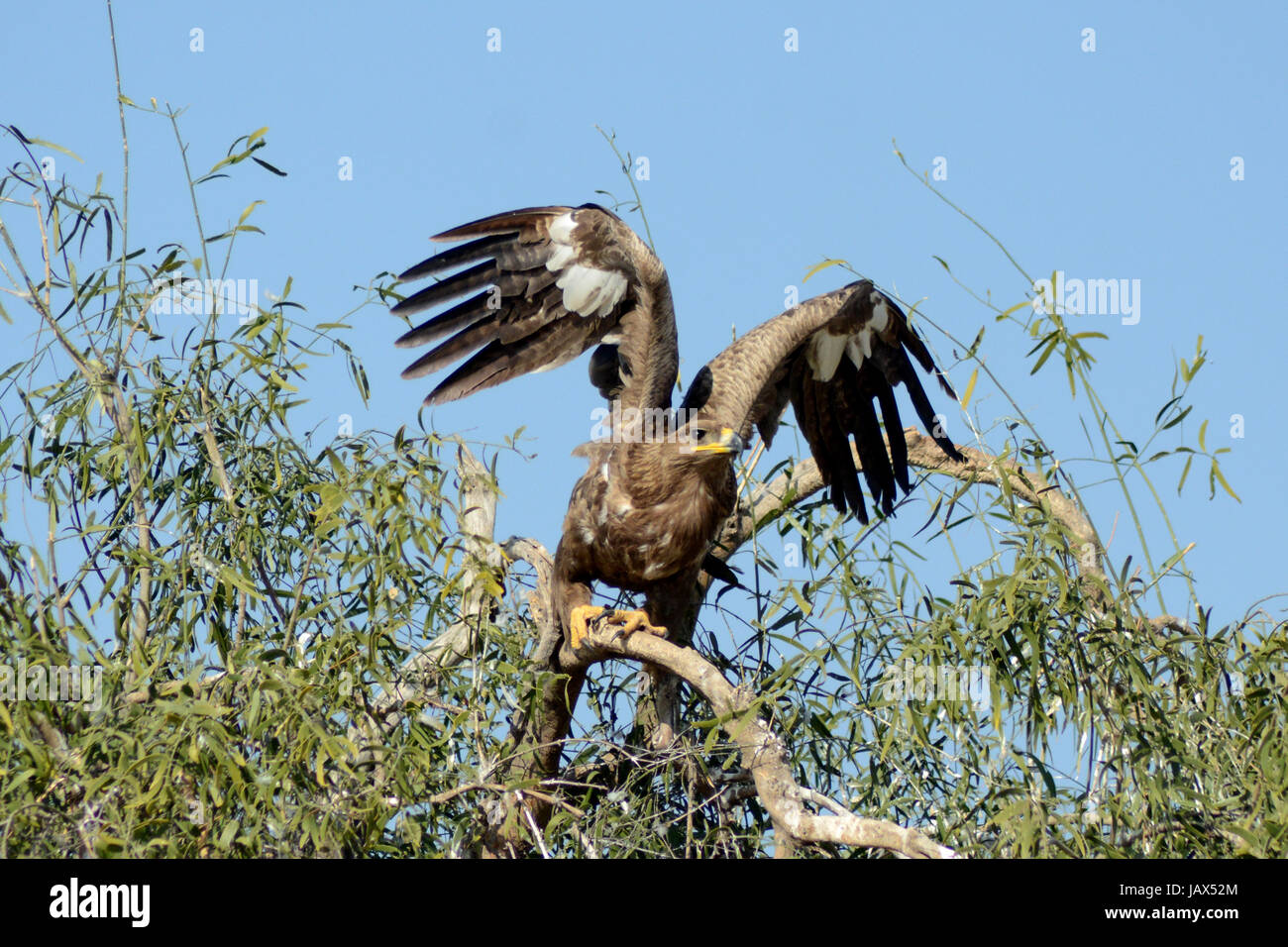 Die Steppenadler (Aquila Nipalensis) Stockfoto