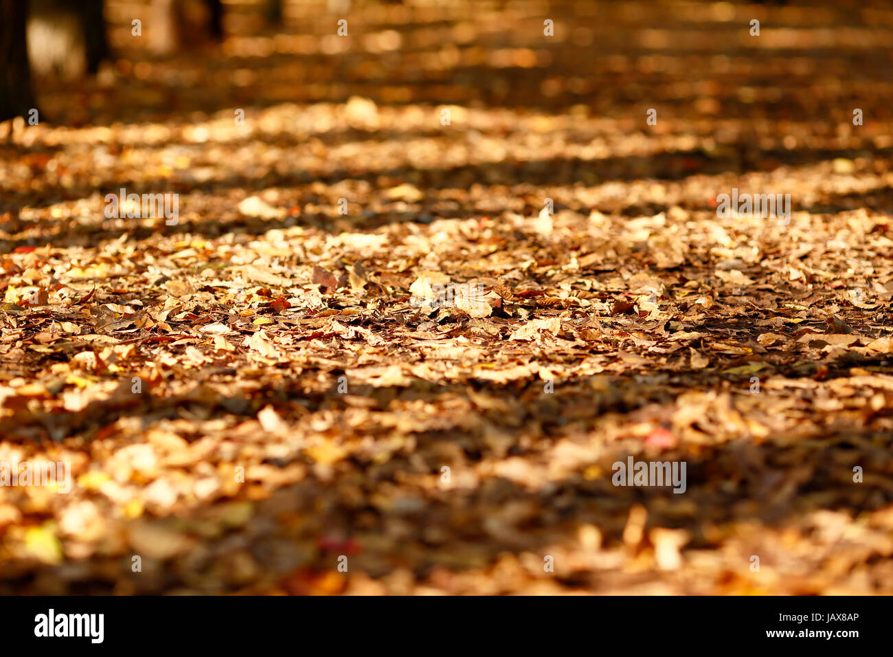 Herbstlaub Stockfoto