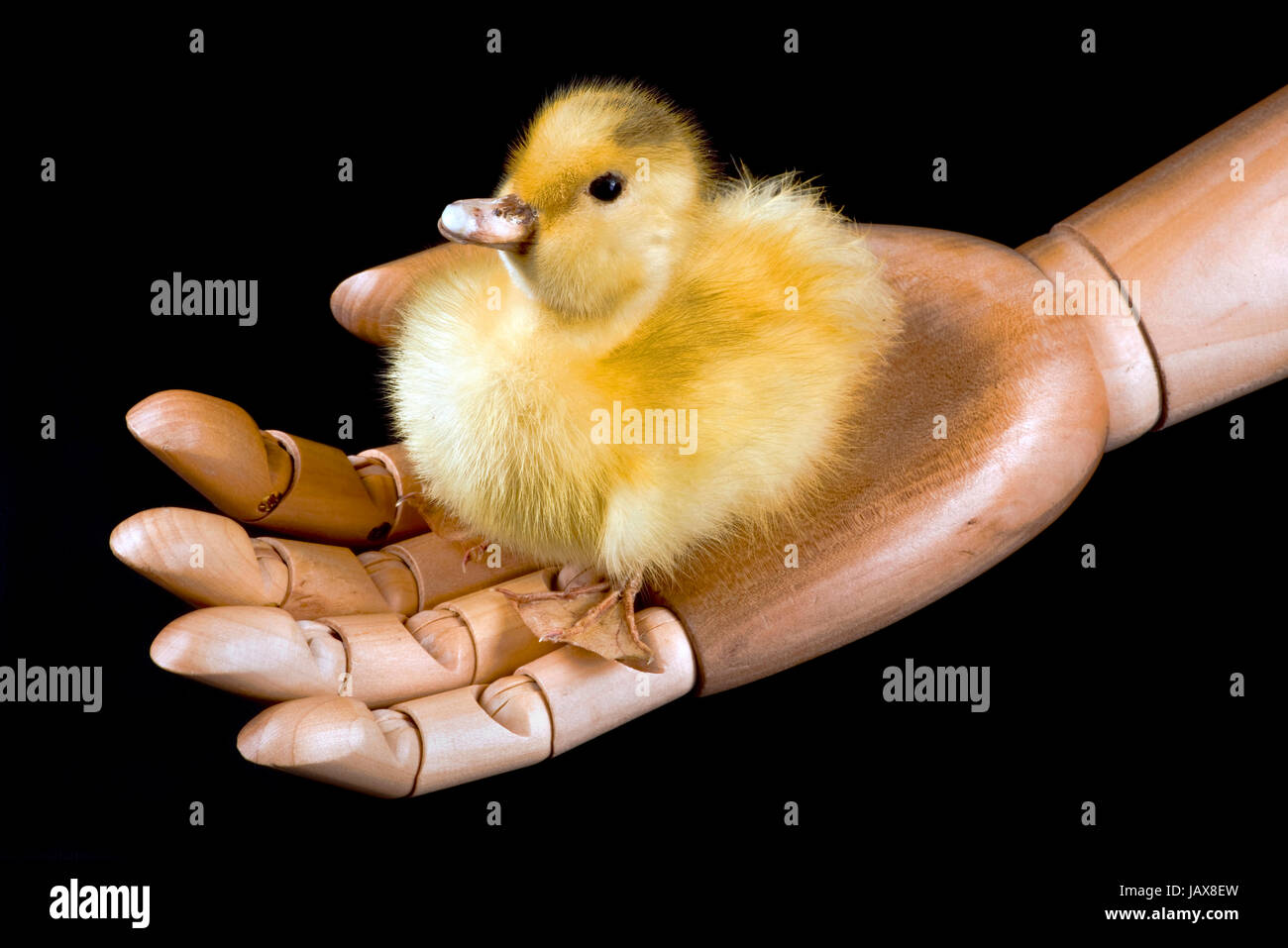 Kleine Entchen in hölzernen Hand. Stockfoto