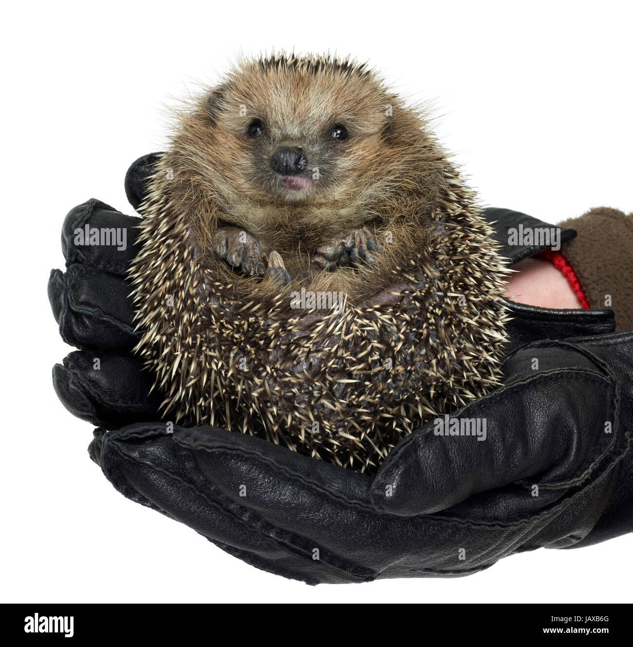 halten einen zusammengerollter Igel mit schwarze Lederhandschuhe. Studio in weißen Rücken geschossen Stockfoto