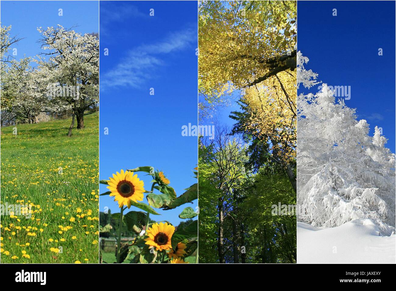 vier Jahreszeiten Stockfoto