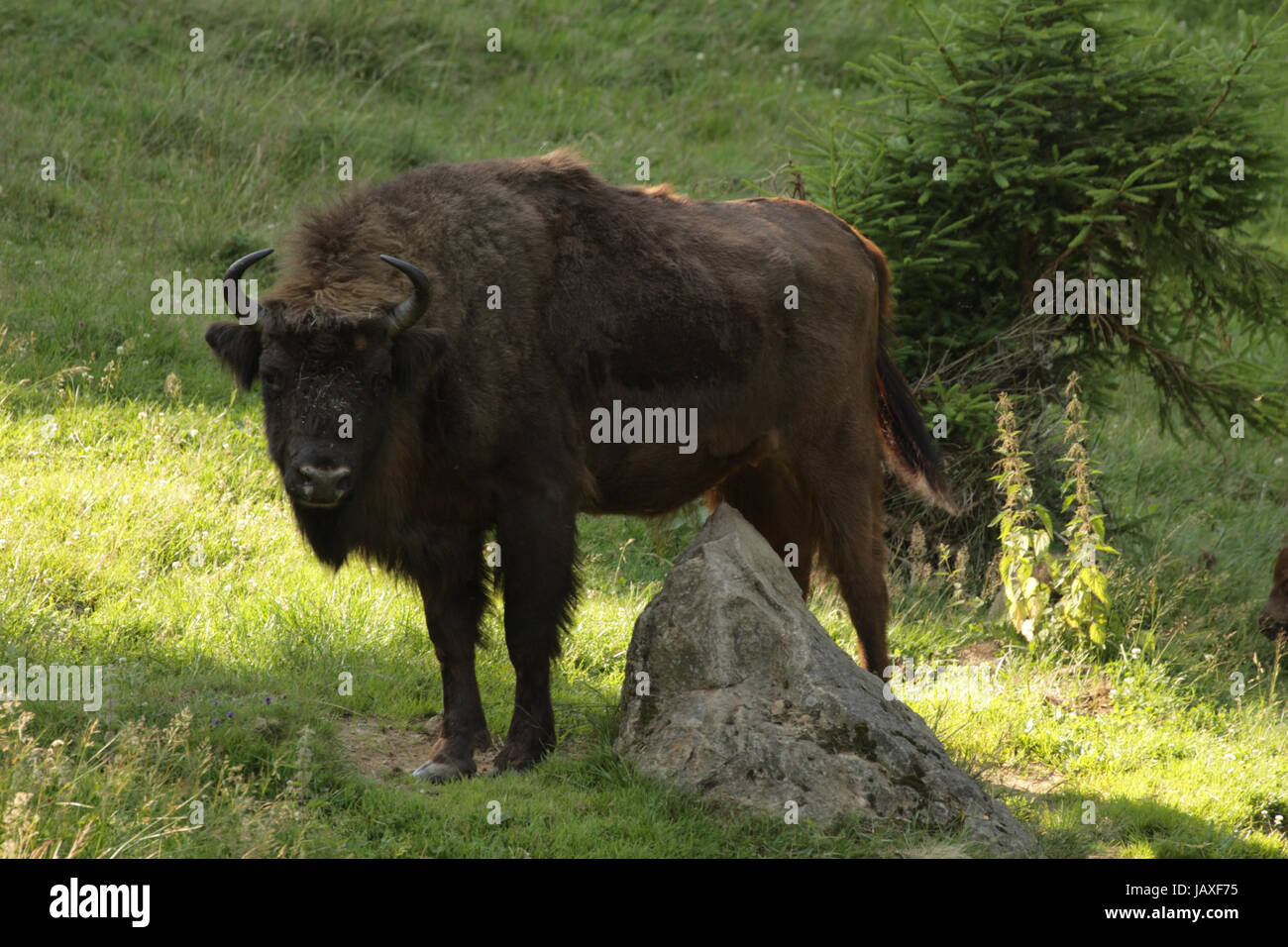 Glade Bison Stockfoto