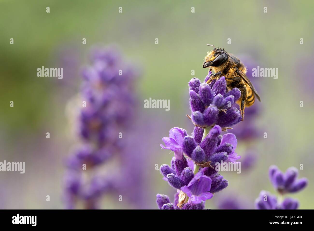 Sommerlich Augen Stockfoto