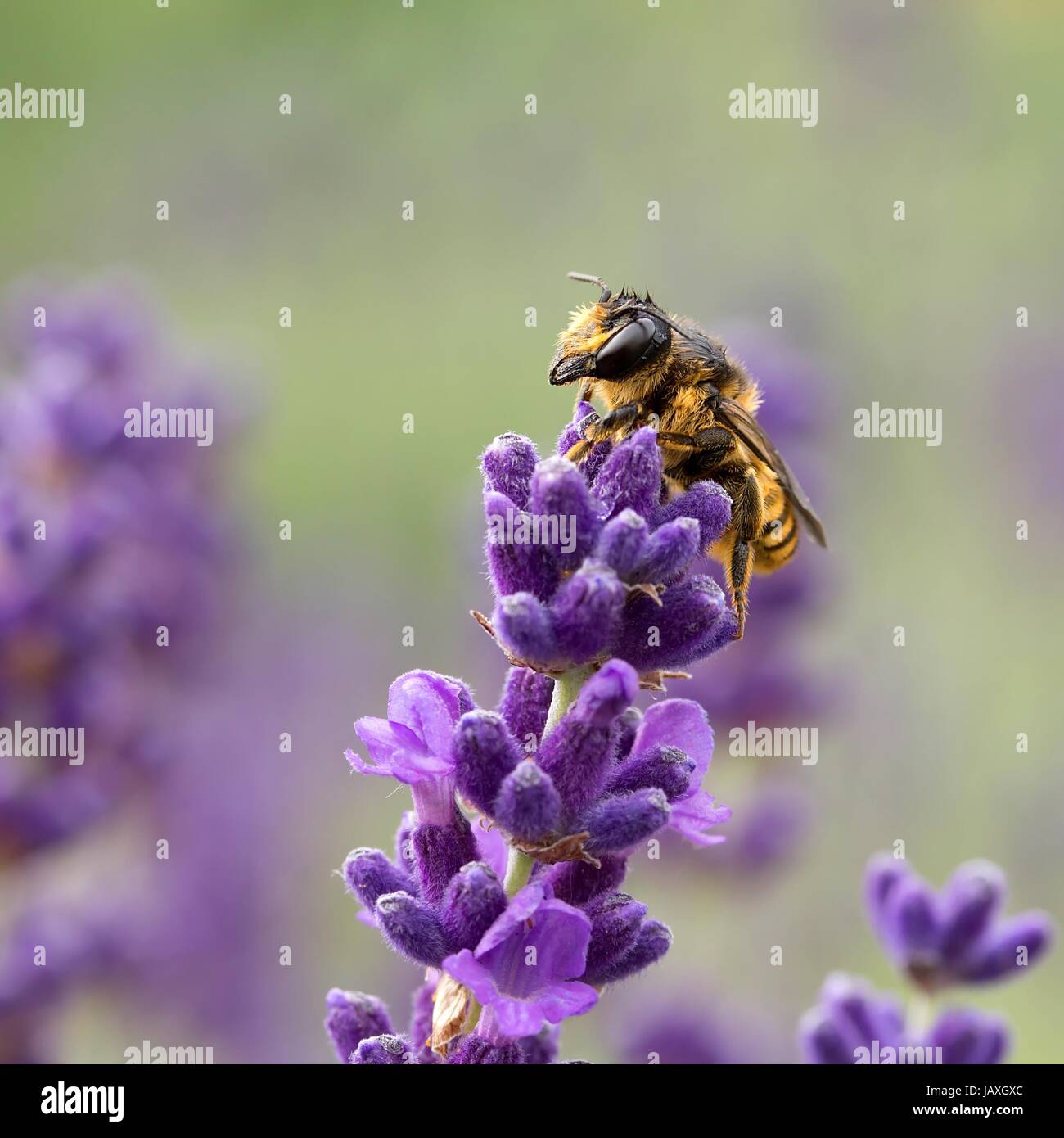 Sommerlich Augen Stockfoto