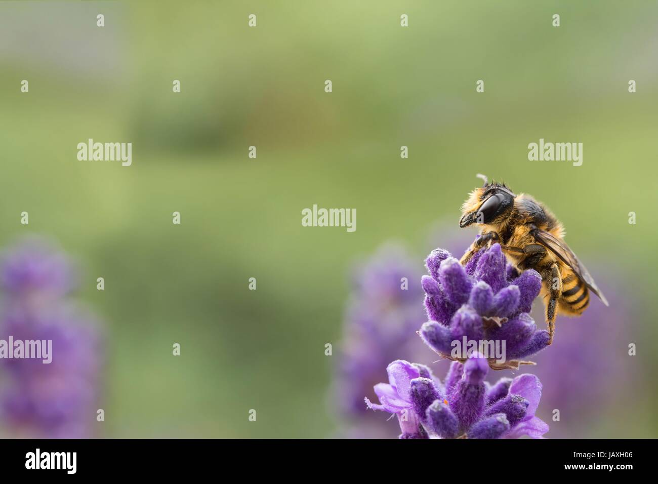 Sommerlich Augen Stockfoto