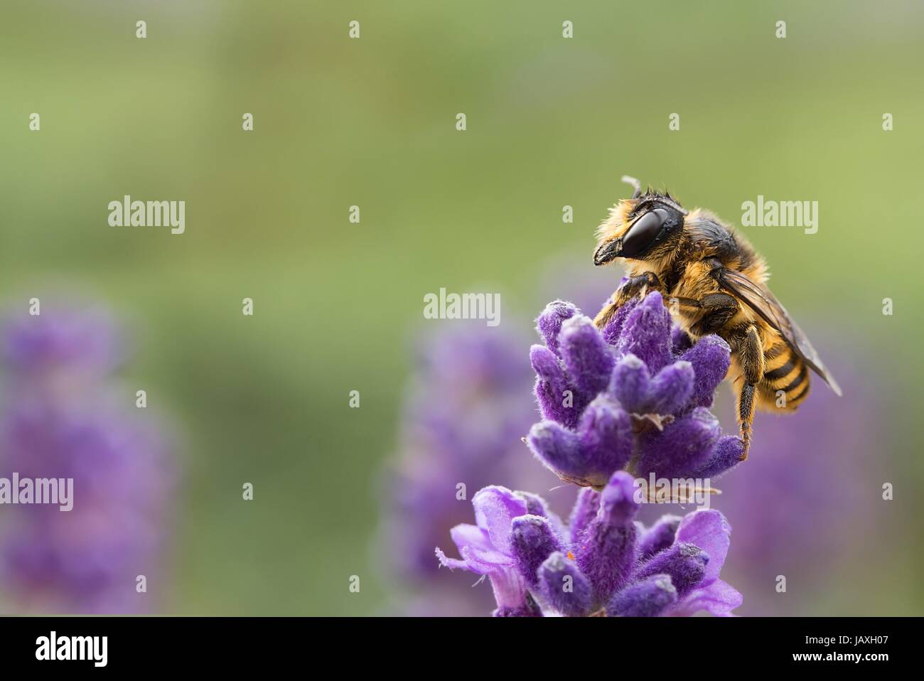Sommerlich Augen Stockfoto