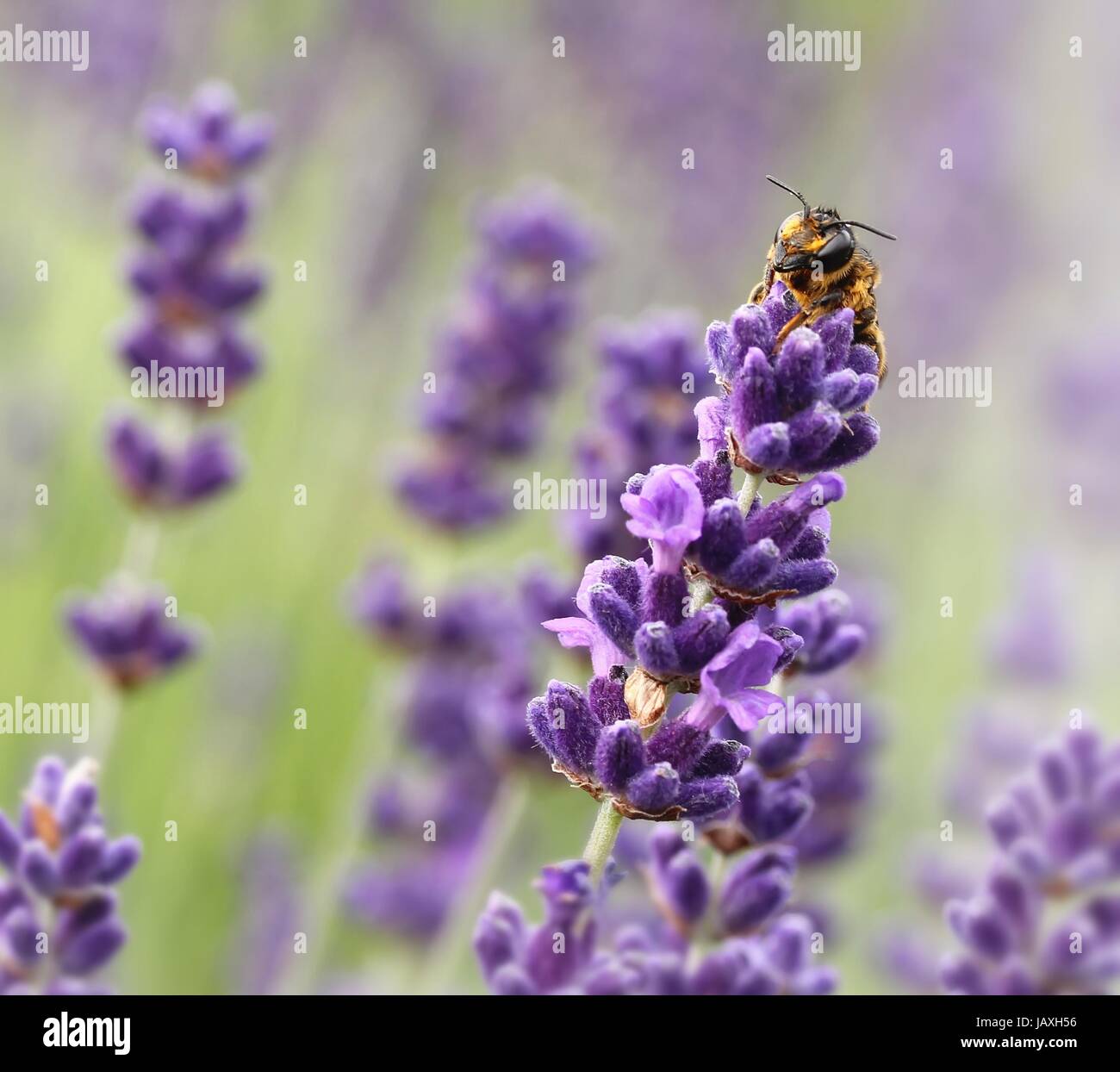 Sommerlich Augen Stockfoto