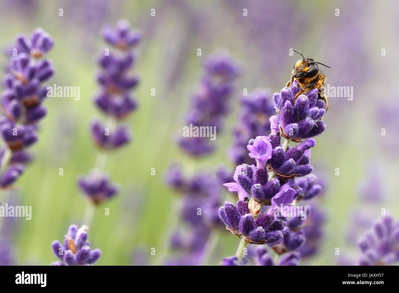 Sommerlich Augen Stockfoto
