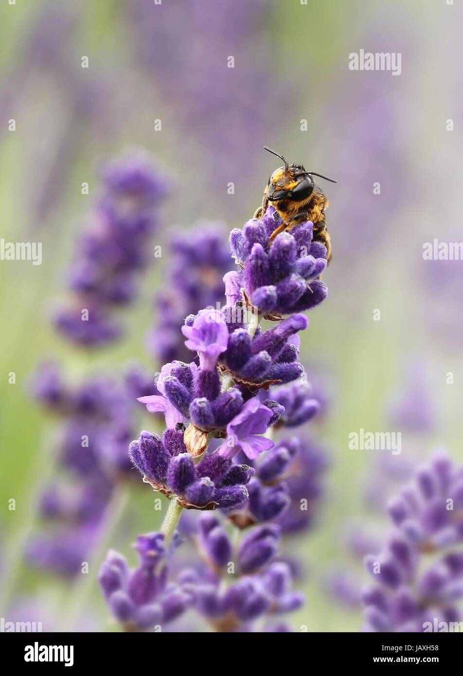 Sommerlich Augen Stockfoto