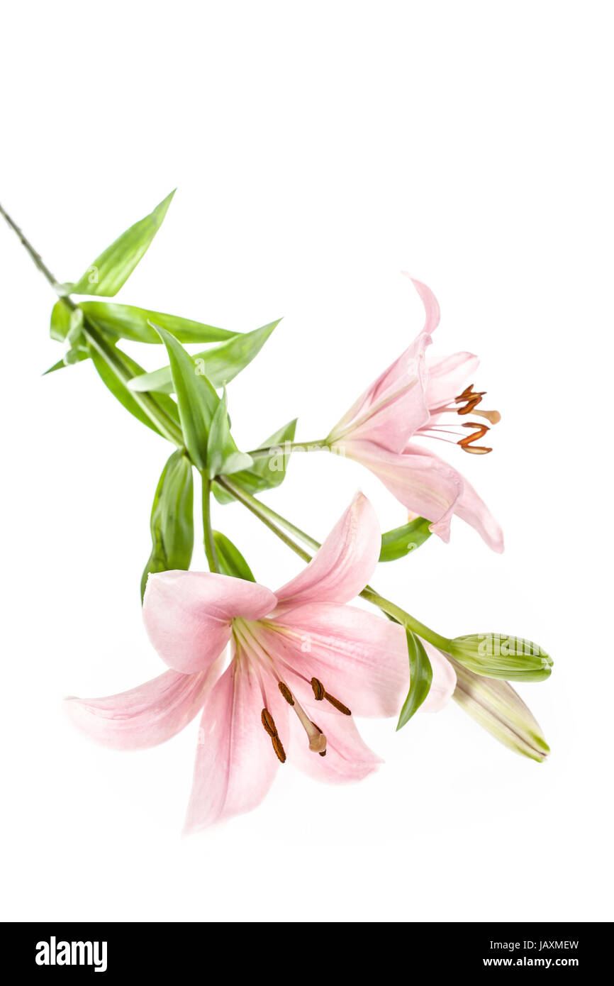 Schöne frische Lilie Blume isoliert auf weiss Stockfoto