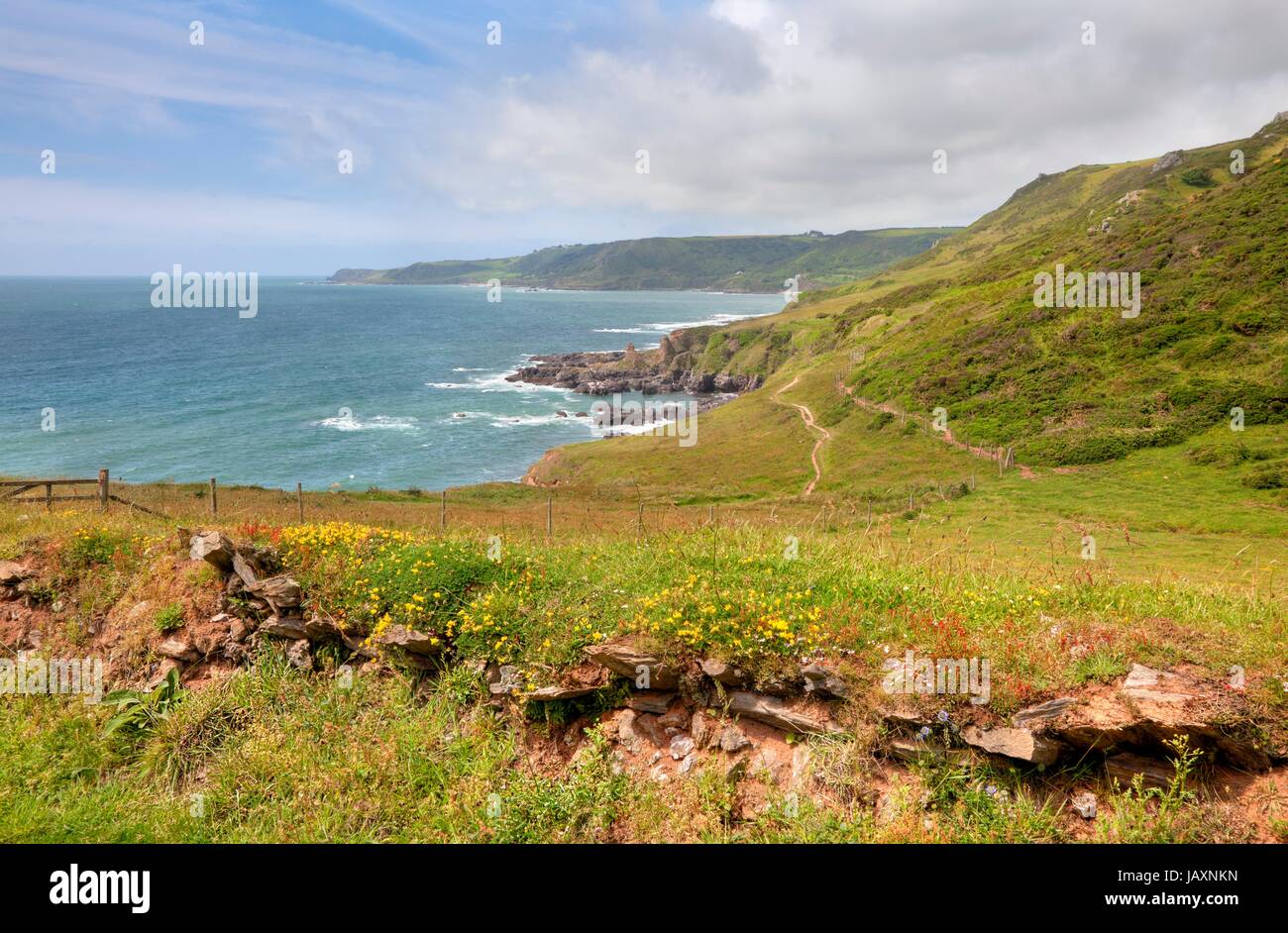 Steinmauern und Wildblumen im großen Mattiscombe Sand, Devon, England. Stockfoto