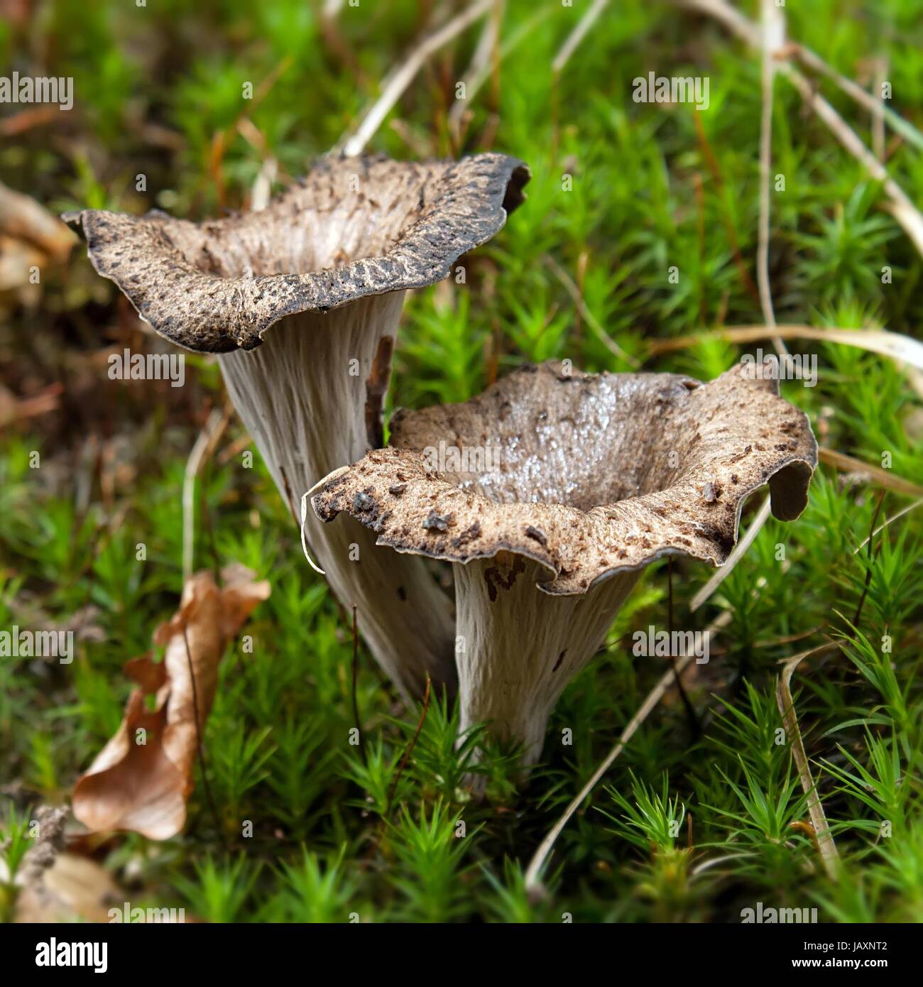 Schwarz Trompete/toten Trompeten Stockfoto