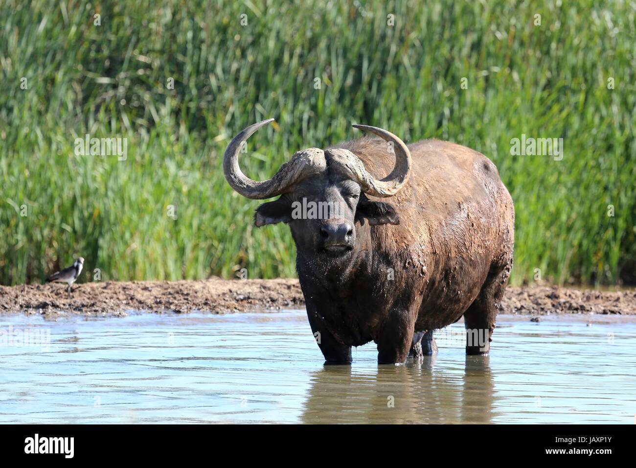 Kaffernbüffel Bull Abkühlung in einem Wasserloch in Afrika Stockfoto