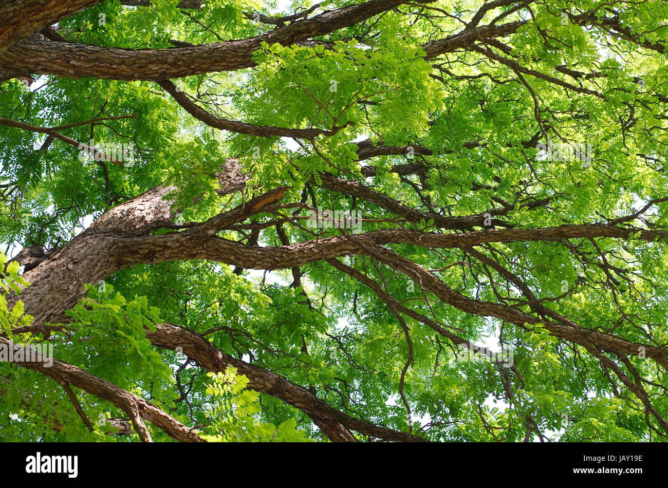 Kentucky Coffeetree Baldachin Nahaufnahme mitten im Sommer Stockfoto