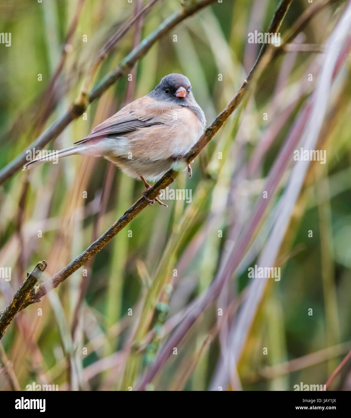 Dunkle Augen Junco Vogel sitzend auf dem Ast Stockfoto