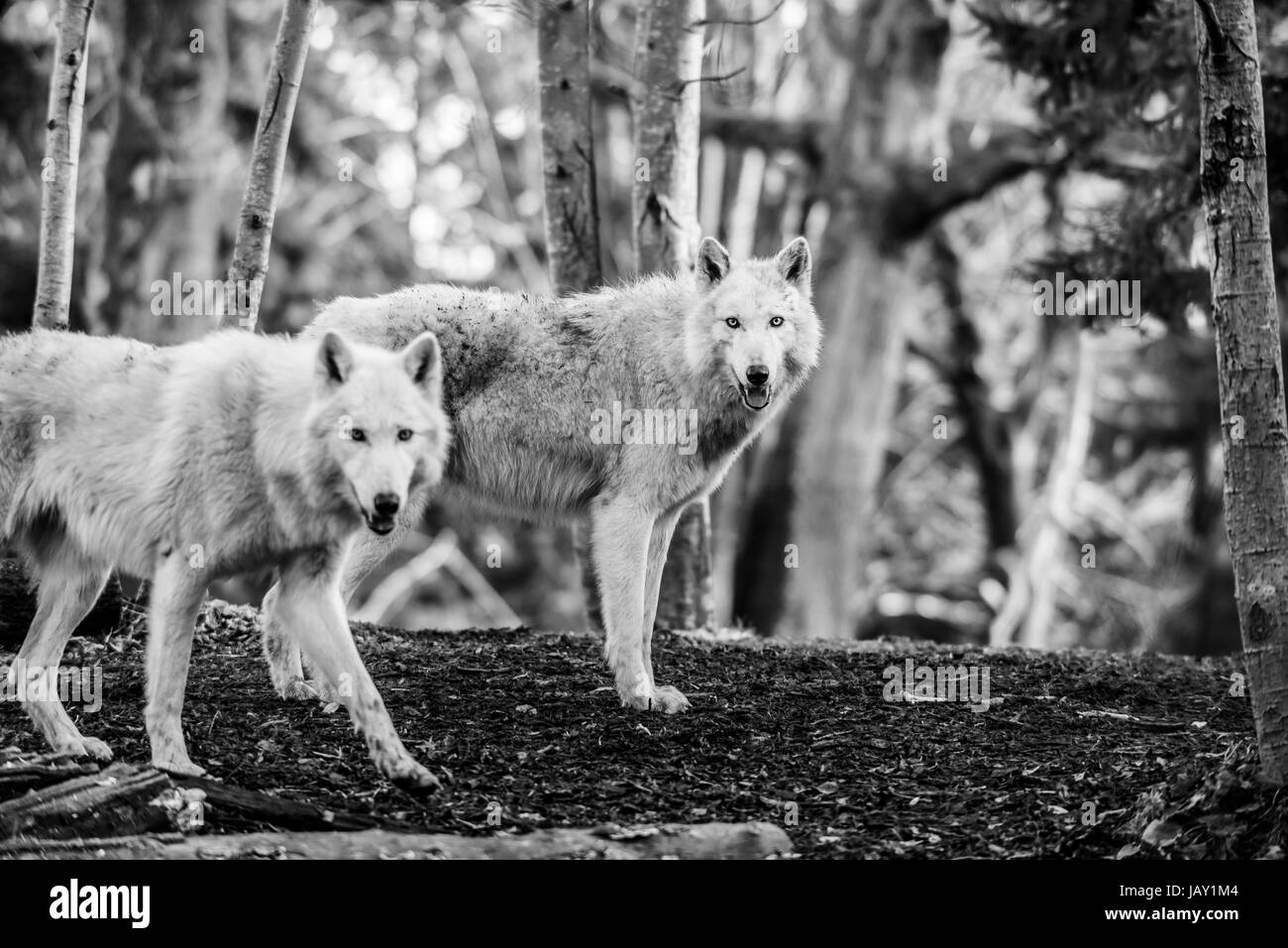 Zwei weiße arktische Wölfe im Wald Stockfoto