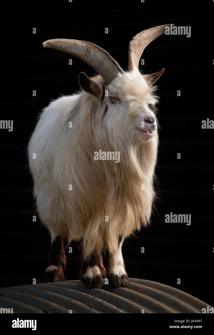 Weiße Ziege mit langen Hörnern auf Welldach vor schwarzem Hintergrund stehen Stockfotografie - Alamy