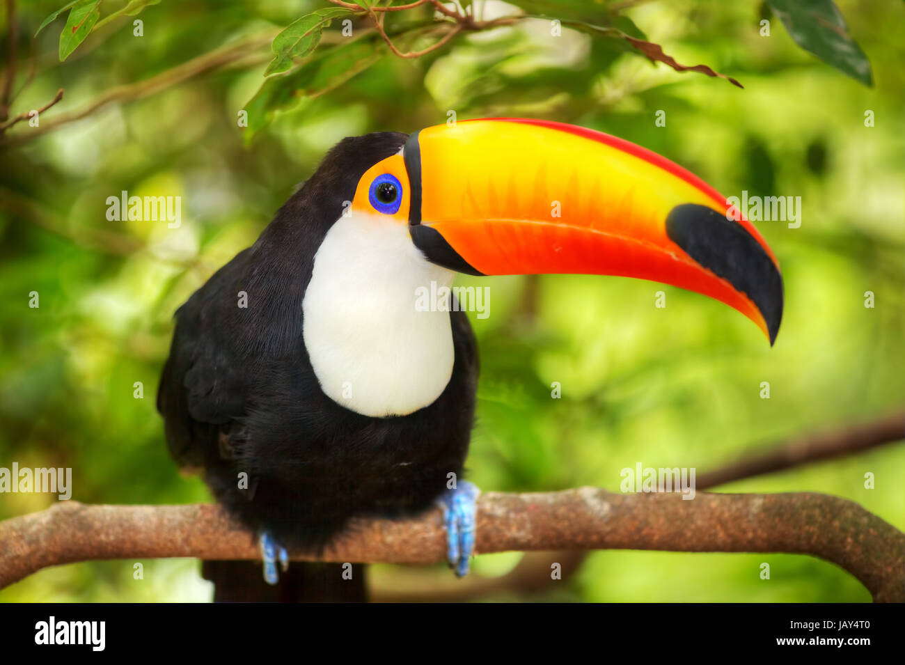 Tier Vogel Stockfoto