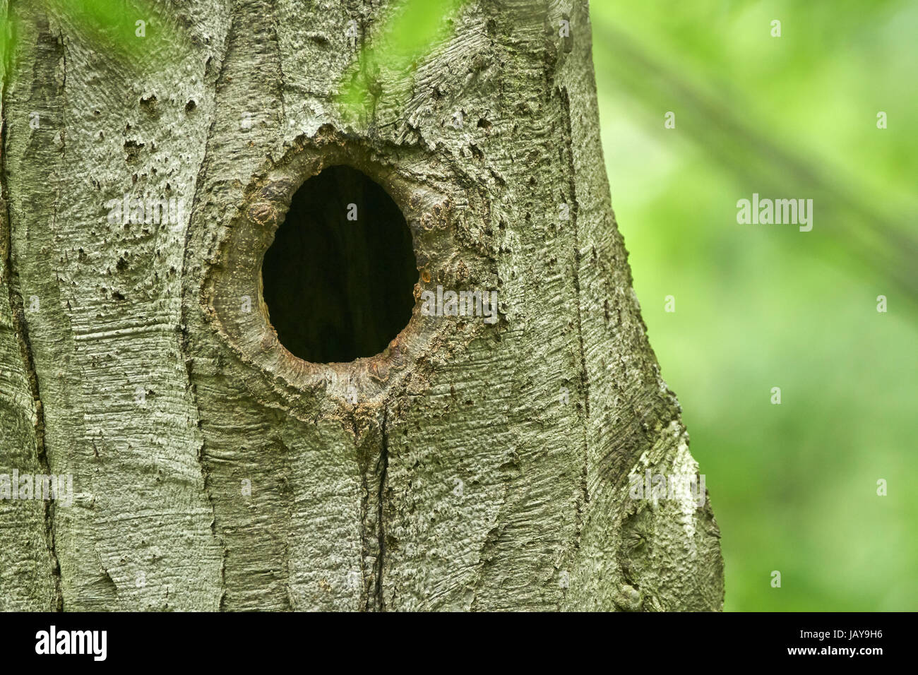 Vogelnester in Löchern durchbohrt in den Bäumen Stockfoto