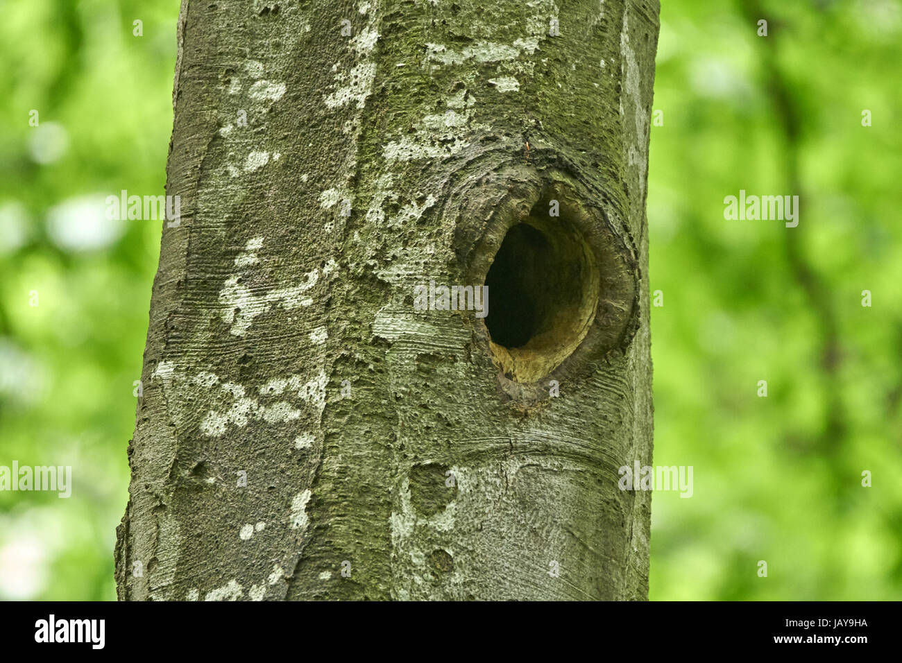 Vogelnester in Löchern durchbohrt in den Bäumen Stockfoto