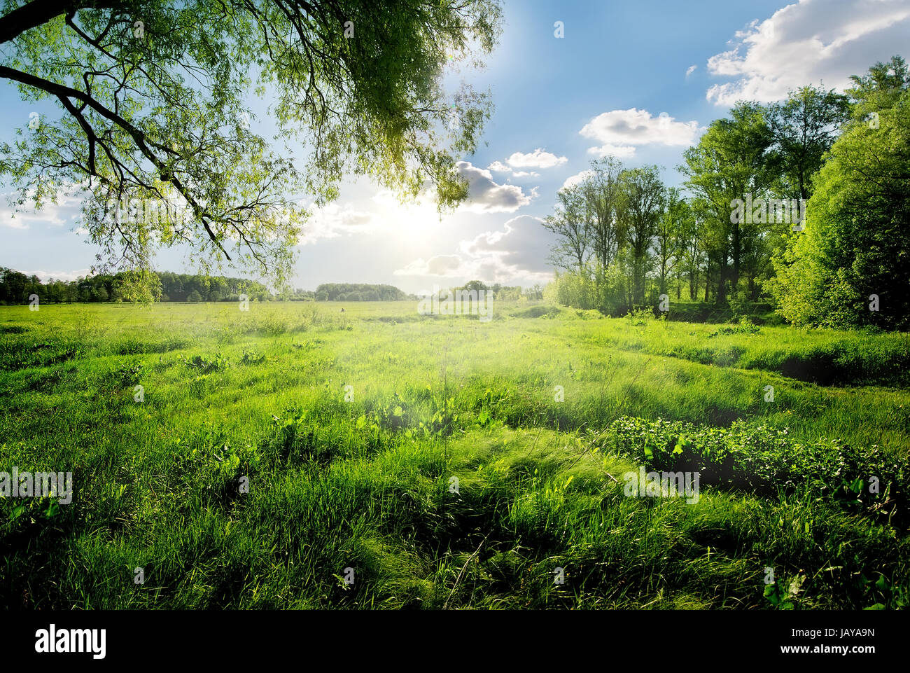 Frühlingswald vor dem Hintergrund einer grünen Wiese Stockfoto