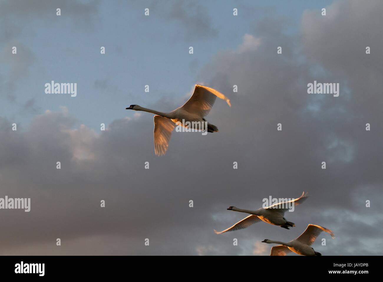 Schwäne fliegen im schönen Abendlicht, UK Stockfoto
