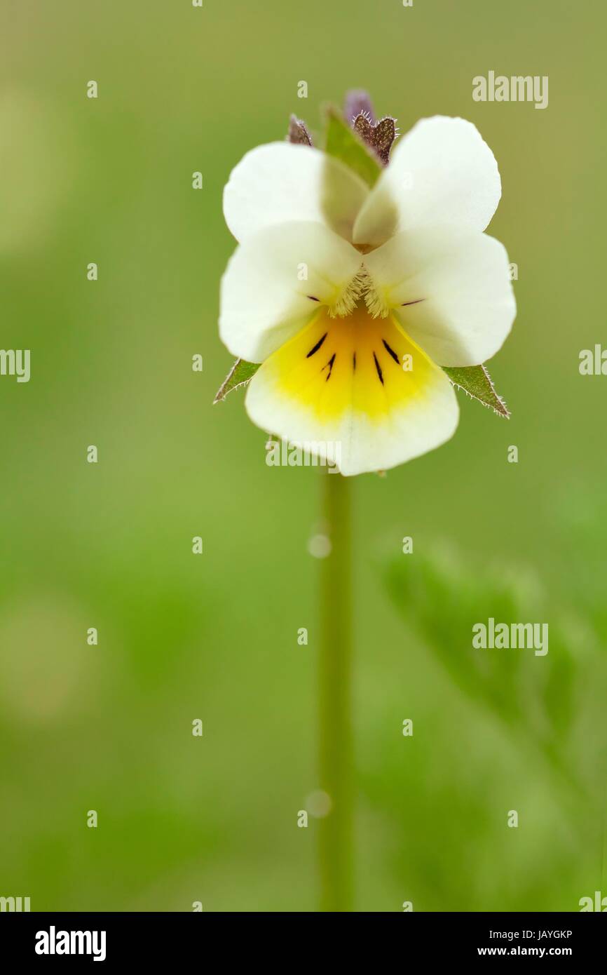 Feld Pansy/Feld Stiefmütterchen Stockfoto