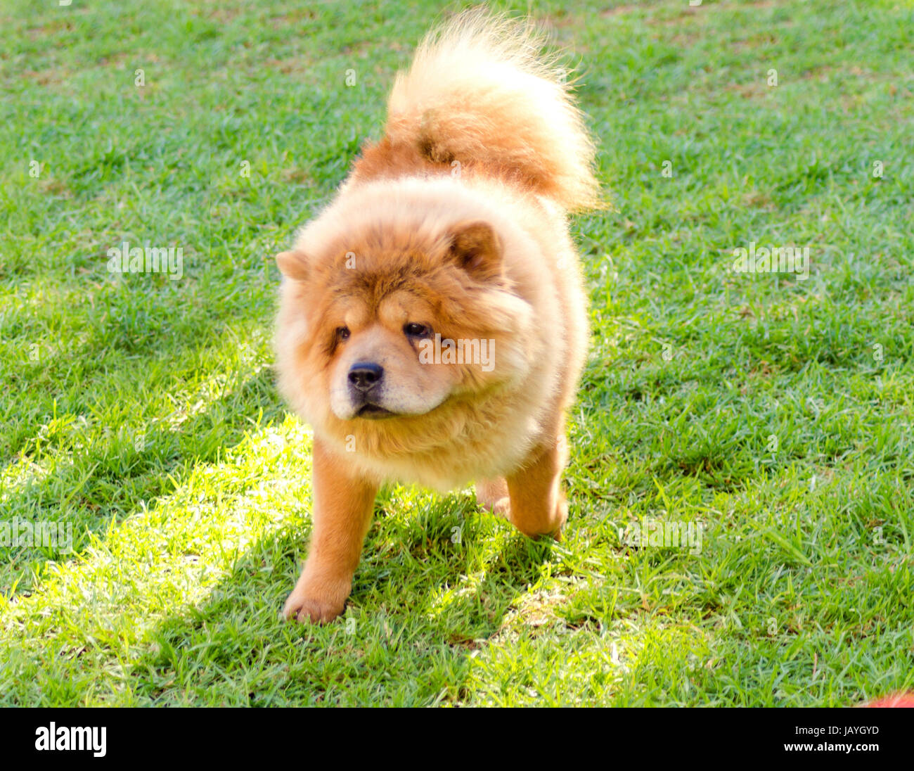 Eine junge schöne Beige Creme braun, Chow Chow Welpen Hund zu Fuß auf dem  Rasen. Die Chowdren hat eine unverwechselbare dichtere Fell, Ruff hinter  dem Kopf und um den Hals und Ringelschwanz
