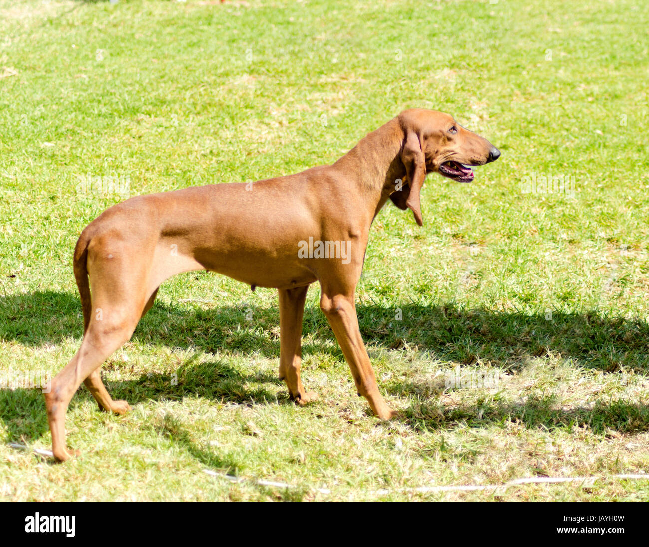 Eine junge, schöne, beige rot braun glatt beschichteten Segugio Italiano  Hund stehend auf dem Rasen wachsam. Die italienische Hound Dog hat einen  langen Kopf und Ohren und dient als Jagdhund Stockfotografie -