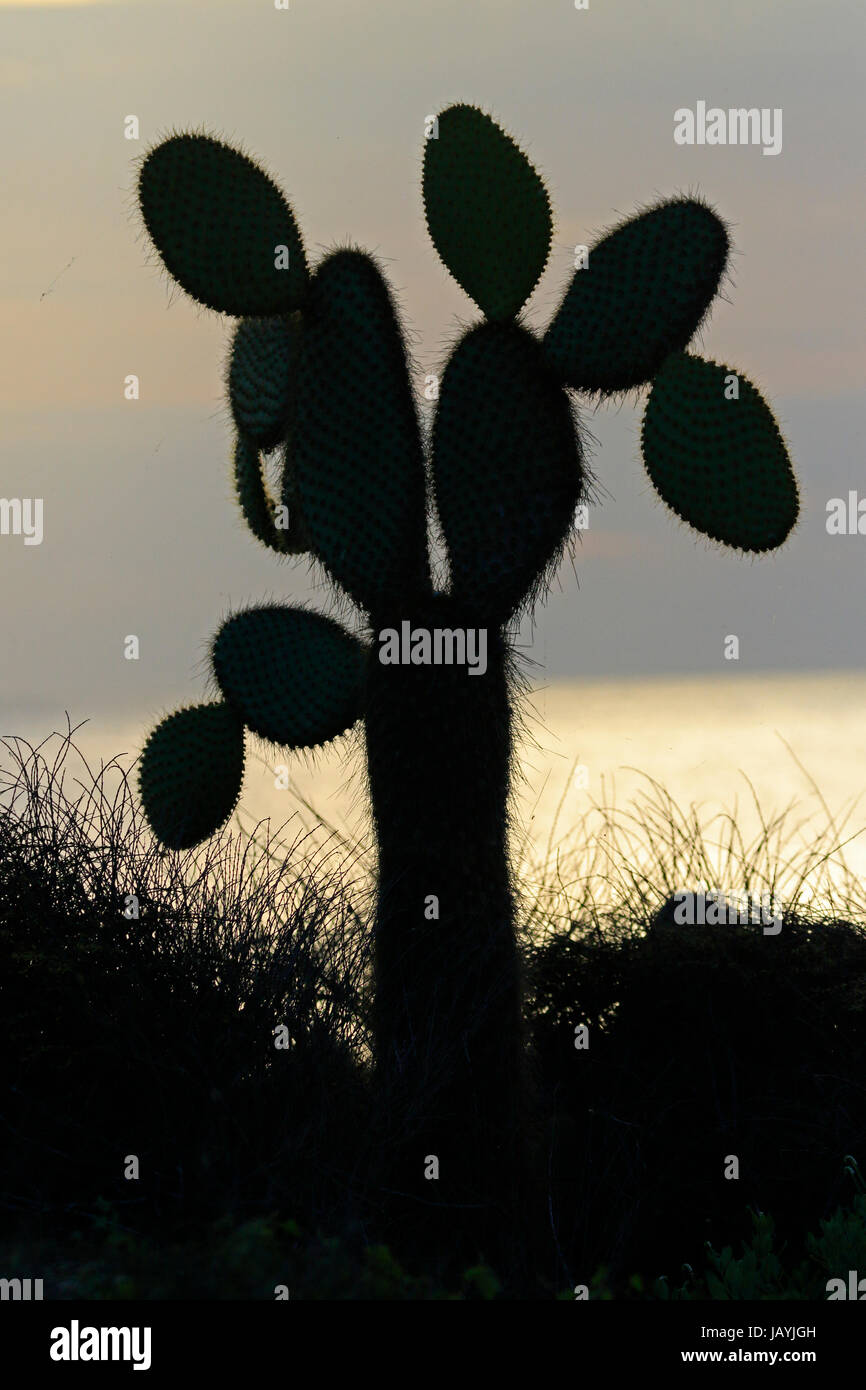 Giant Prickly Pear Cactus bei Sonnenuntergang auf den Galapagos Inseln Stockfoto