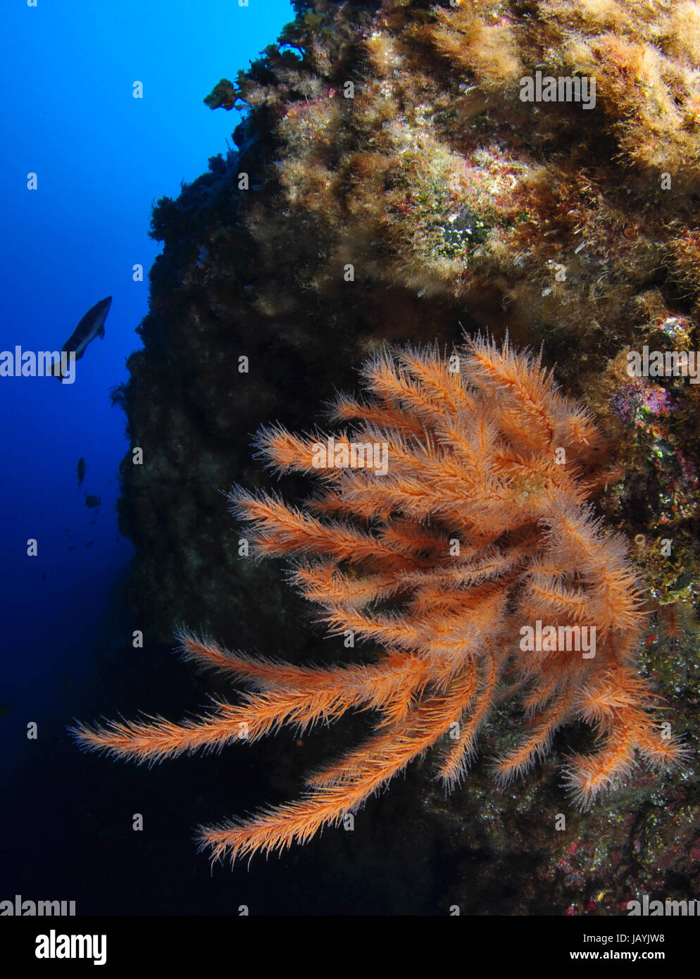 Unterwasser-Szene mit Gorgonien und Fisch im Atlantischen Ozean Stockfoto