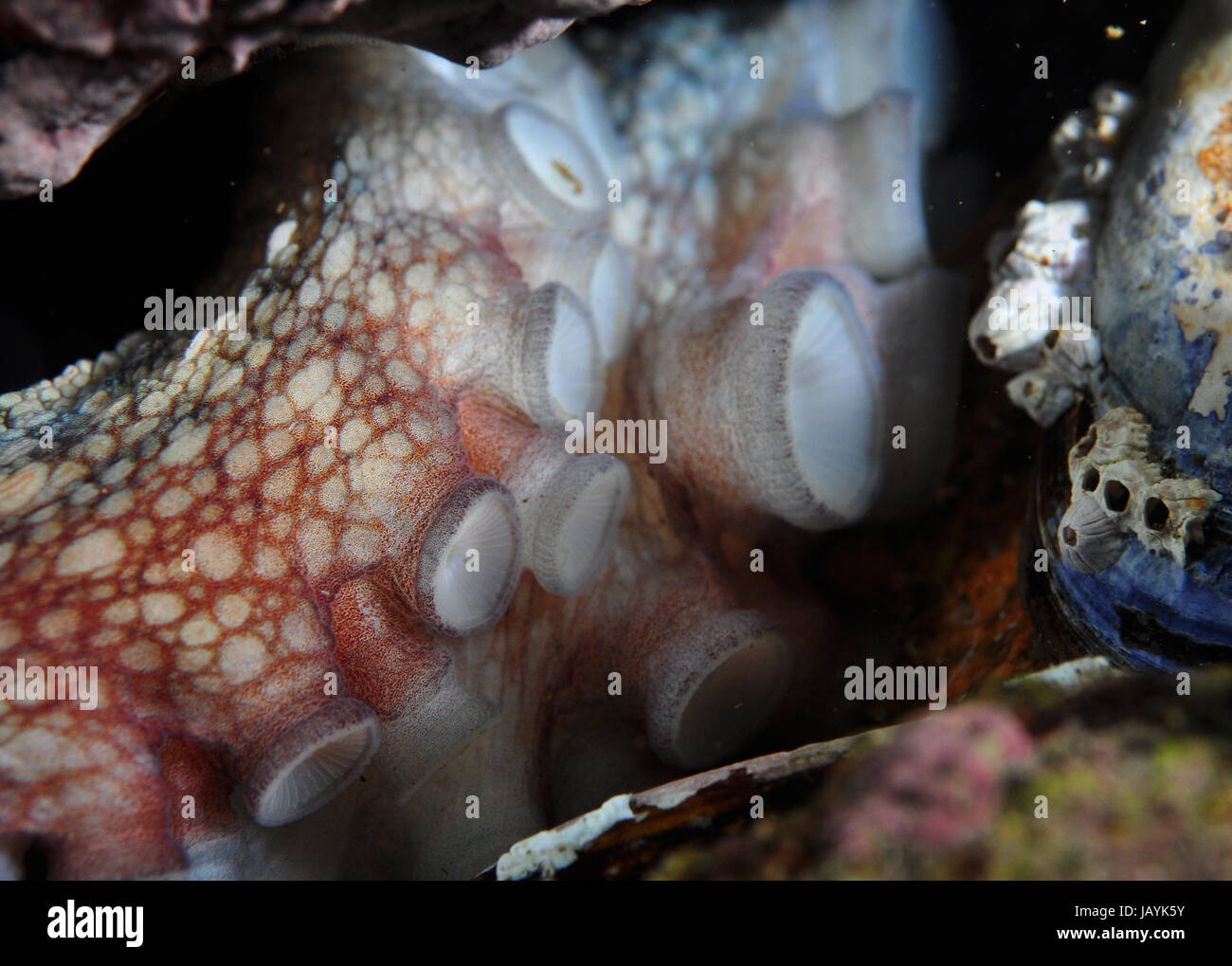 Tintenfisch Tentakeln und Sauger, Unterwasser Foto Stockfoto