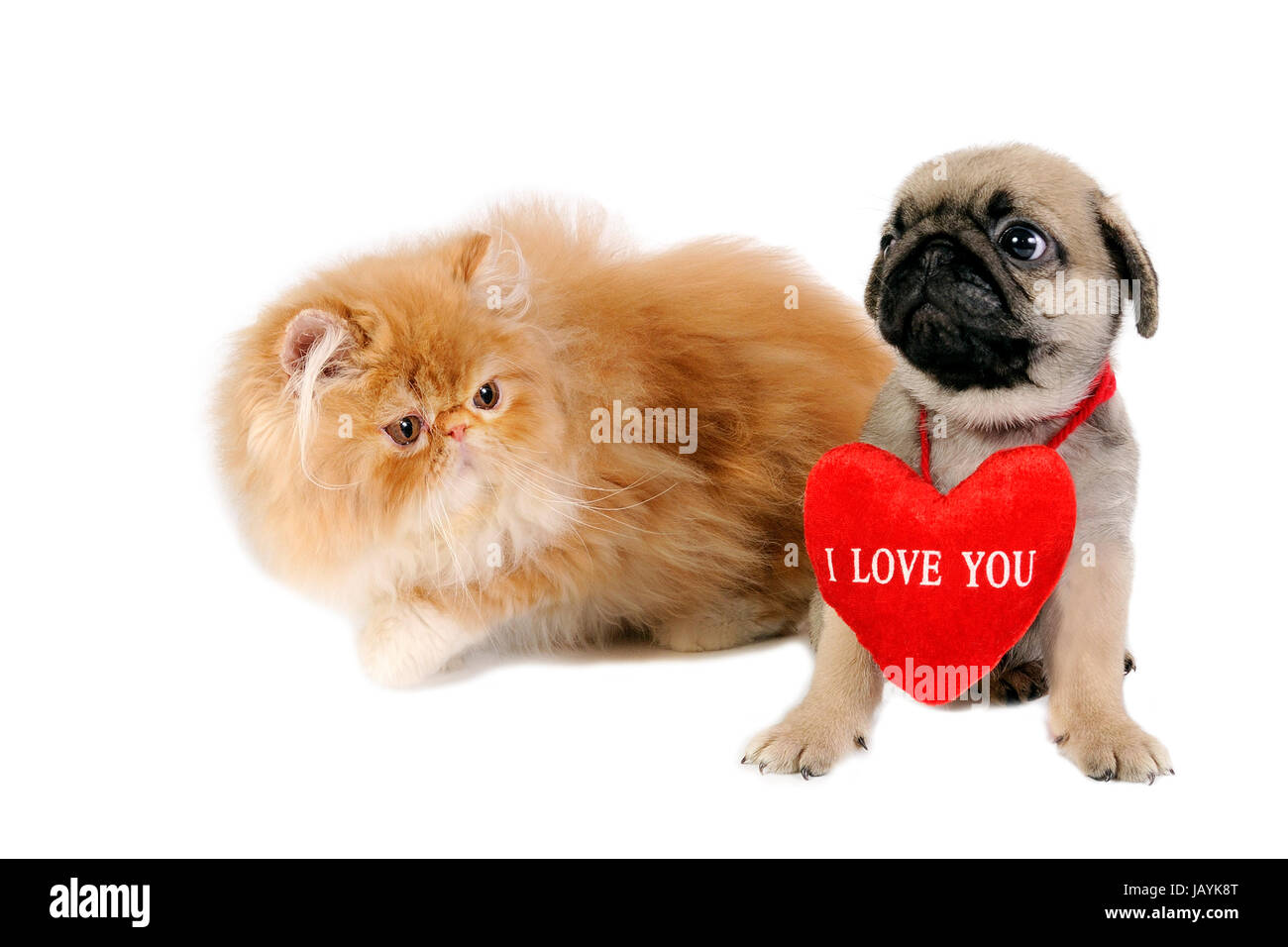 Niedlichen Mops Welpen mit "I Love You" und süße Perser Kätzchen Sign  Stockfotografie - Alamy