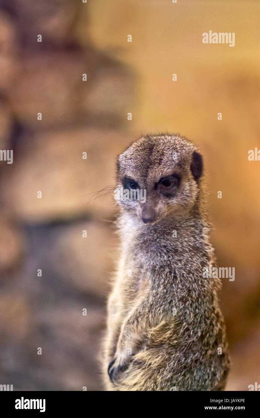 Ein Erdmännchen, die Zoobesucher sehr genau beobachten. Er ist im Zoo Tallinn in Estland. Stockfoto