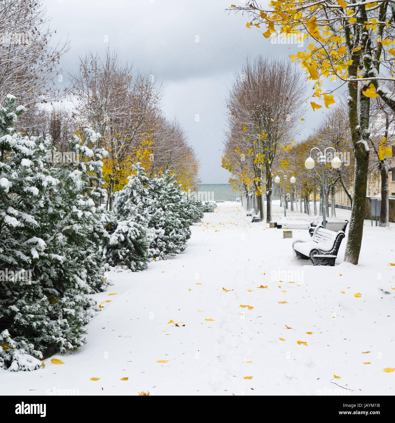 Allee im Park später im Herbst. Schnee-Sturm Stockfoto