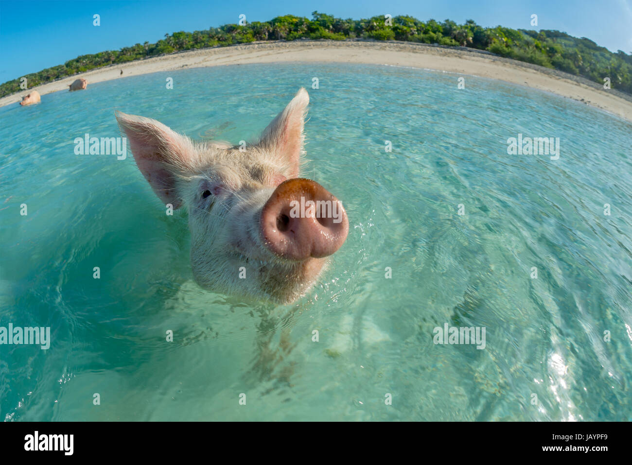 Zufriedenes rosa Schwein im türkisfarbenen Meer zu schwimmen. Bahamas, Dezember Stockfoto