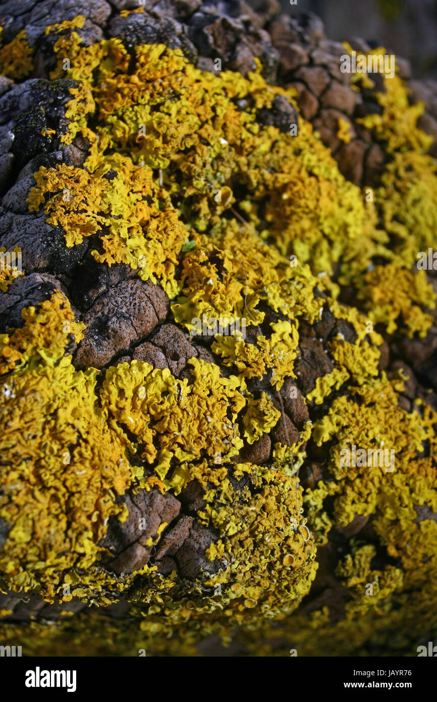 Gelbe Flechten auf einem Flussmündung Felsen mit einigen von den Felsen nur durchscheint. In der Mitte zu konzentrieren. Möglicherweise Caloplaca Marina. Stockfoto