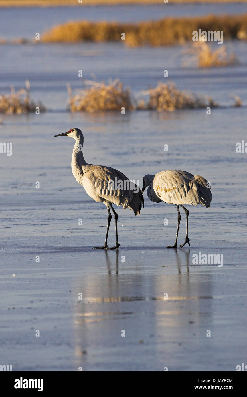 Grus canadensis Sandhill Crane Paar stand auf Eis Bosque Del Apache National Wildlife Refuge in Arkansas USA Stockfoto