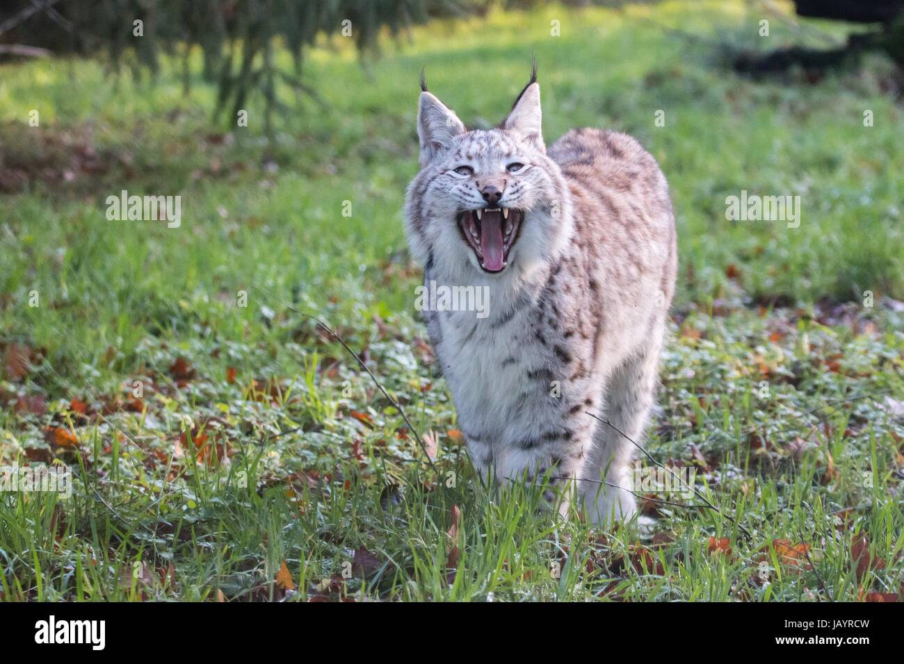 Big Cat Raubkatze Stockfoto