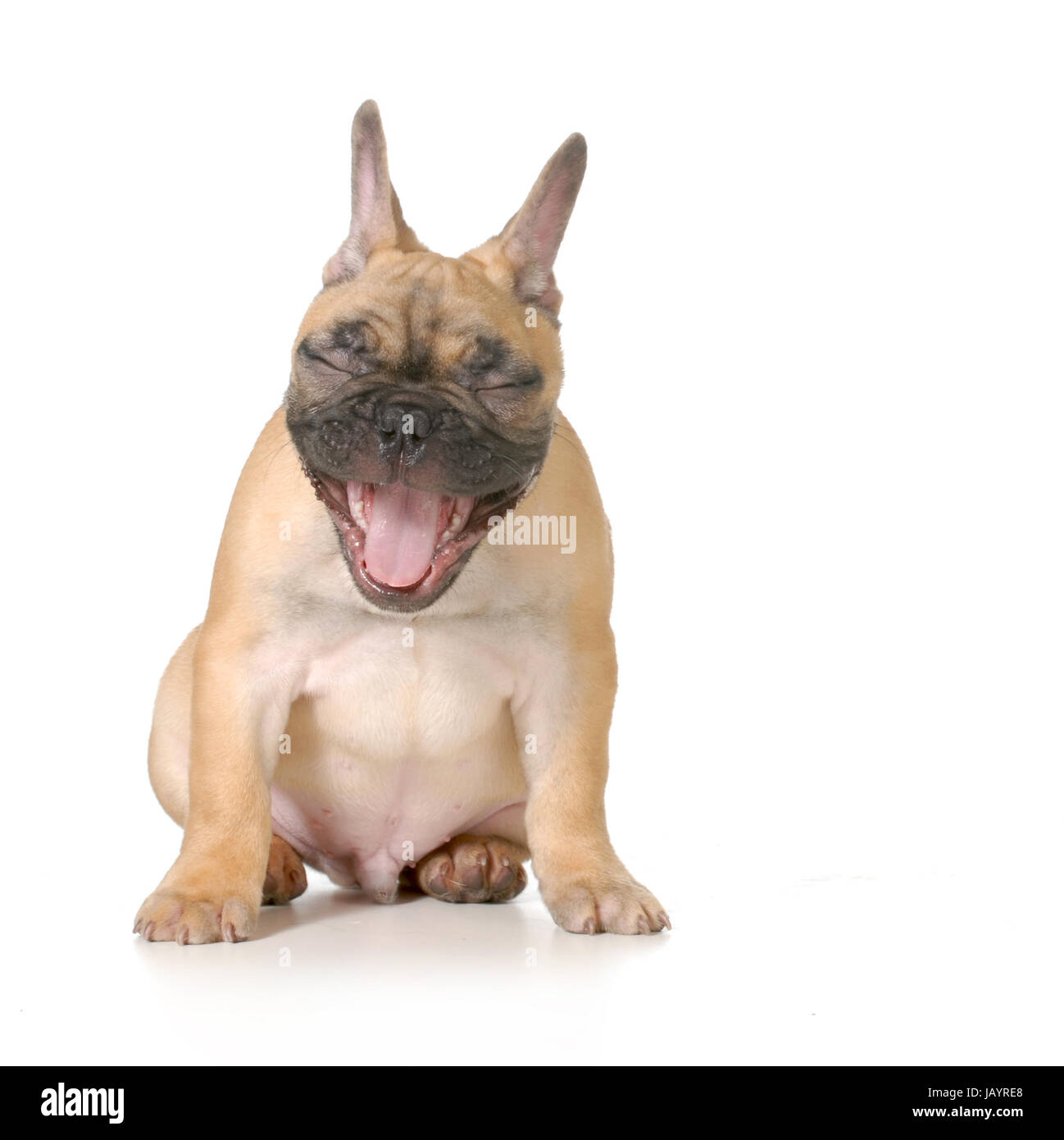 Bild Franzosische Bulldogge Mit Kopfhorer