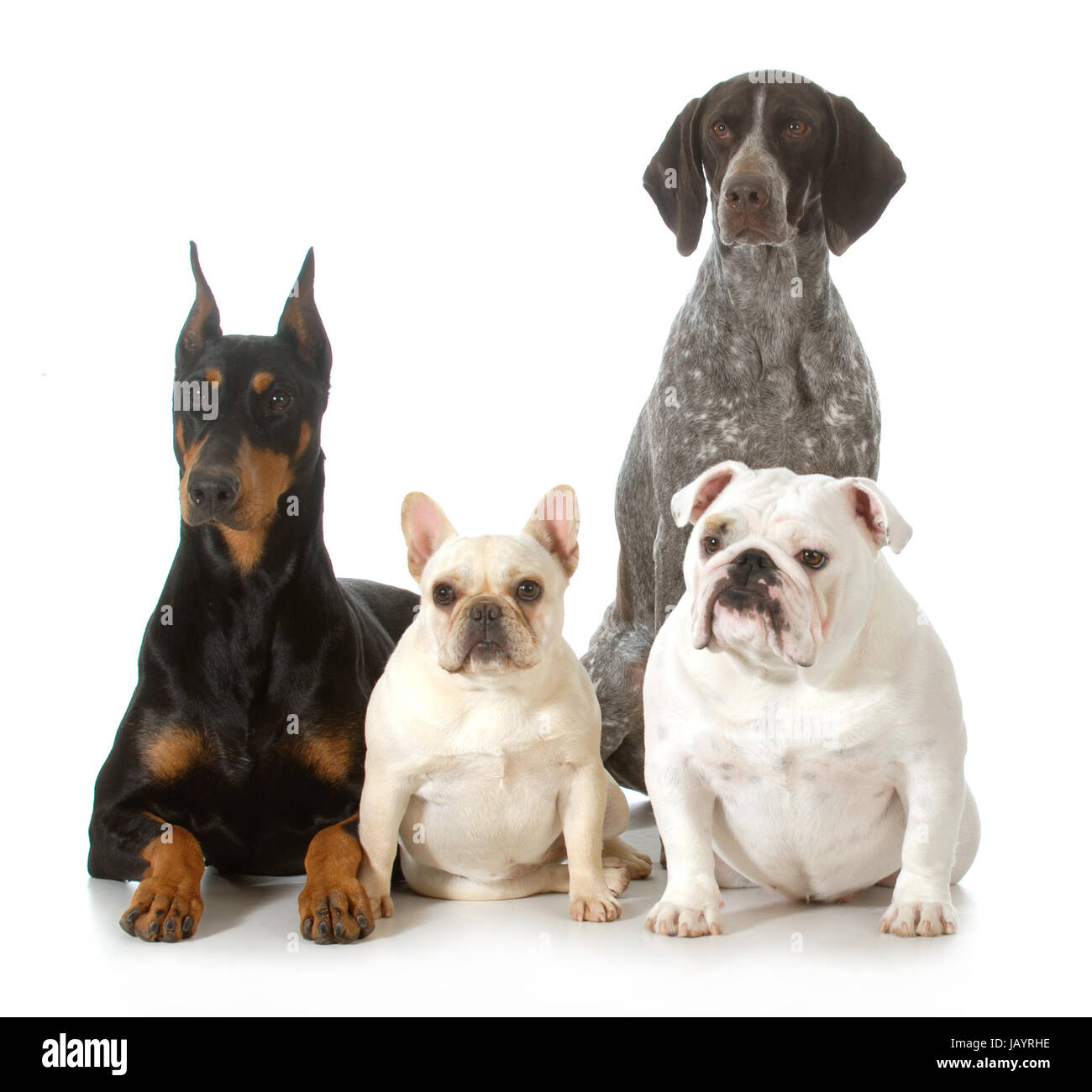 vier verschiedene Rassehunde isoliert auf weißem Hintergrund - Viewer betrachten Dobermann, englische Bulldogge, französische Bulldogge, Deutscher Kurzhaariger Vorstehhund Stockfoto