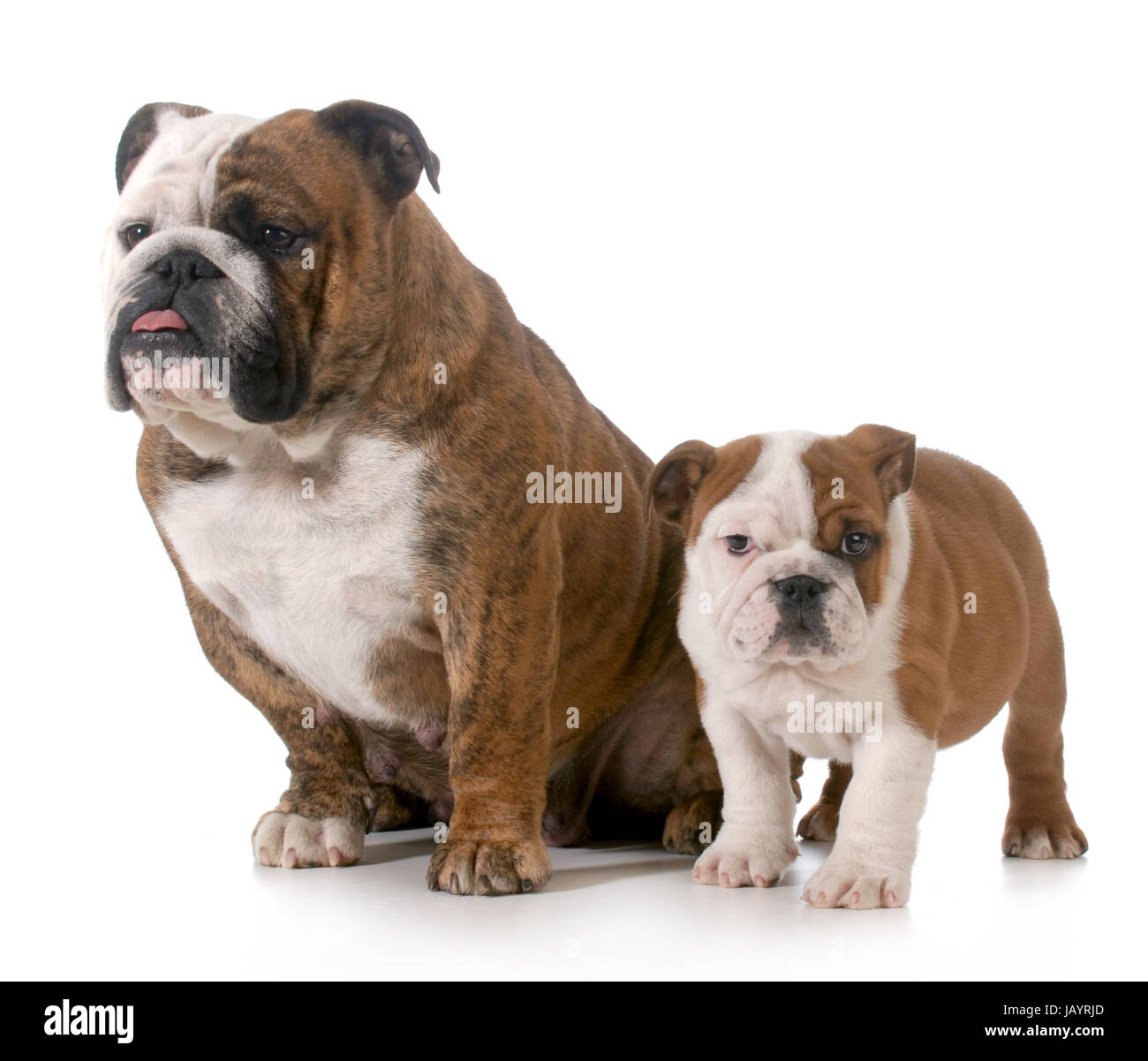 Hundefamilie - englische Bulldogge Mutter und 8 Wochen alten Welpen isoliert auf weißem Hintergrund Stockfoto