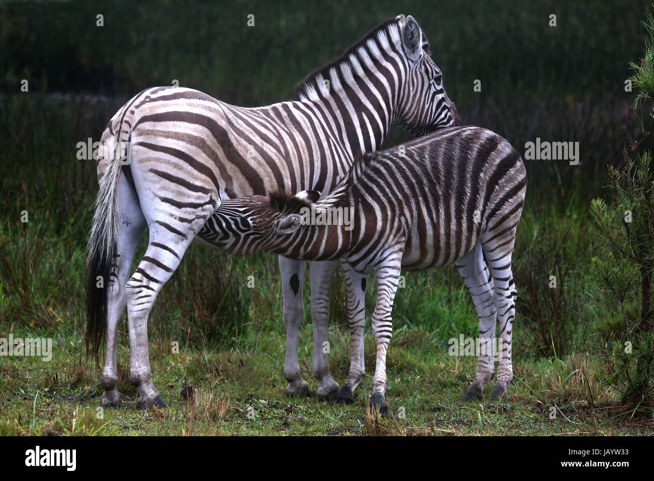 Junge Zebra Spanferkel von seiner Mutter in Südafrika Stockfoto