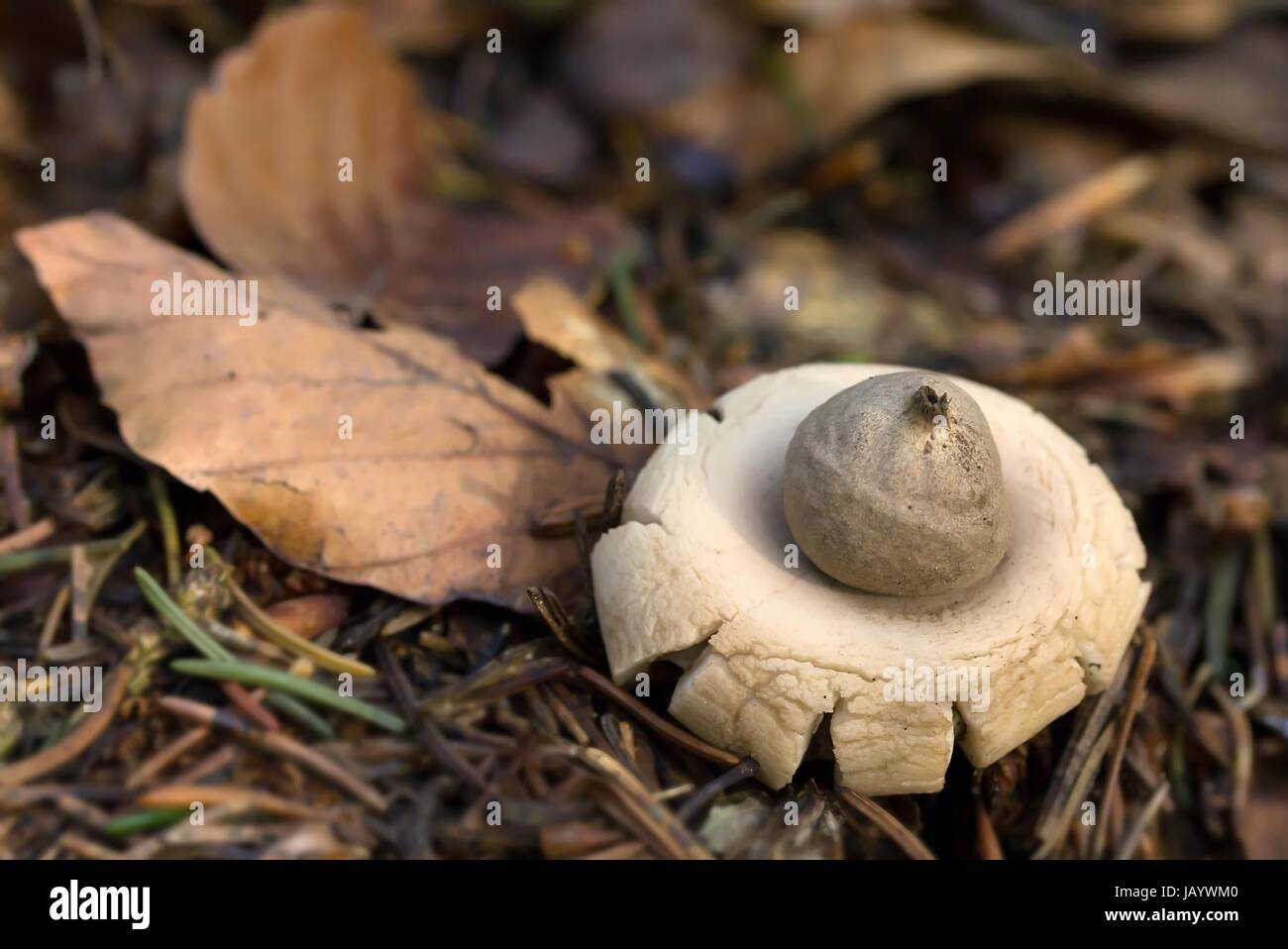 Halskrausenerdstern kragenerdstern Stockfoto