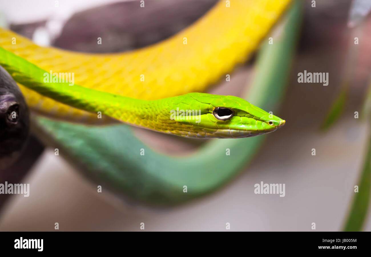 Schöne Nahaufnahme Foto von grünen Oxybelis Schlange Stockfoto