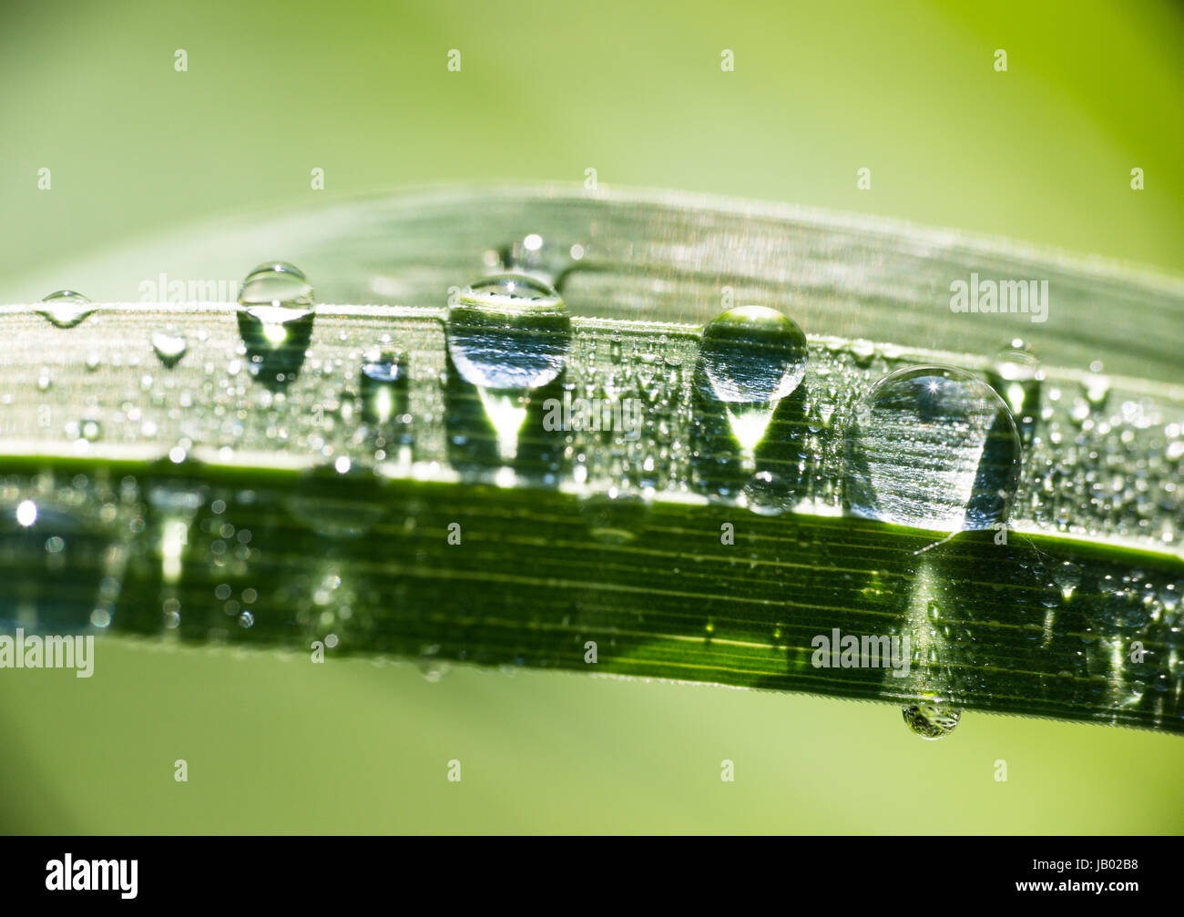 Realistische natürliche Morgen Wassertropfen Tau auf Rasen Blatt im goldenen Stunde Licht. Extreme Makro horizontale Ernte Stockfoto