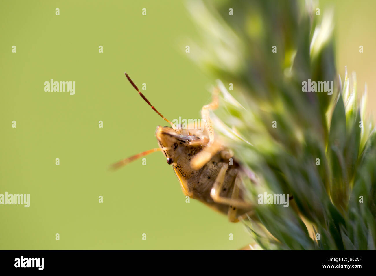 Eltern Sie-Fehler (Elasmucha Grisea), Schild Bug, Stink Bug, Familie von Acanthosomatidae. Einzelne Fehler spielt verstecken und krankes Spiel. Extreme horizontale Makro Stockfoto
