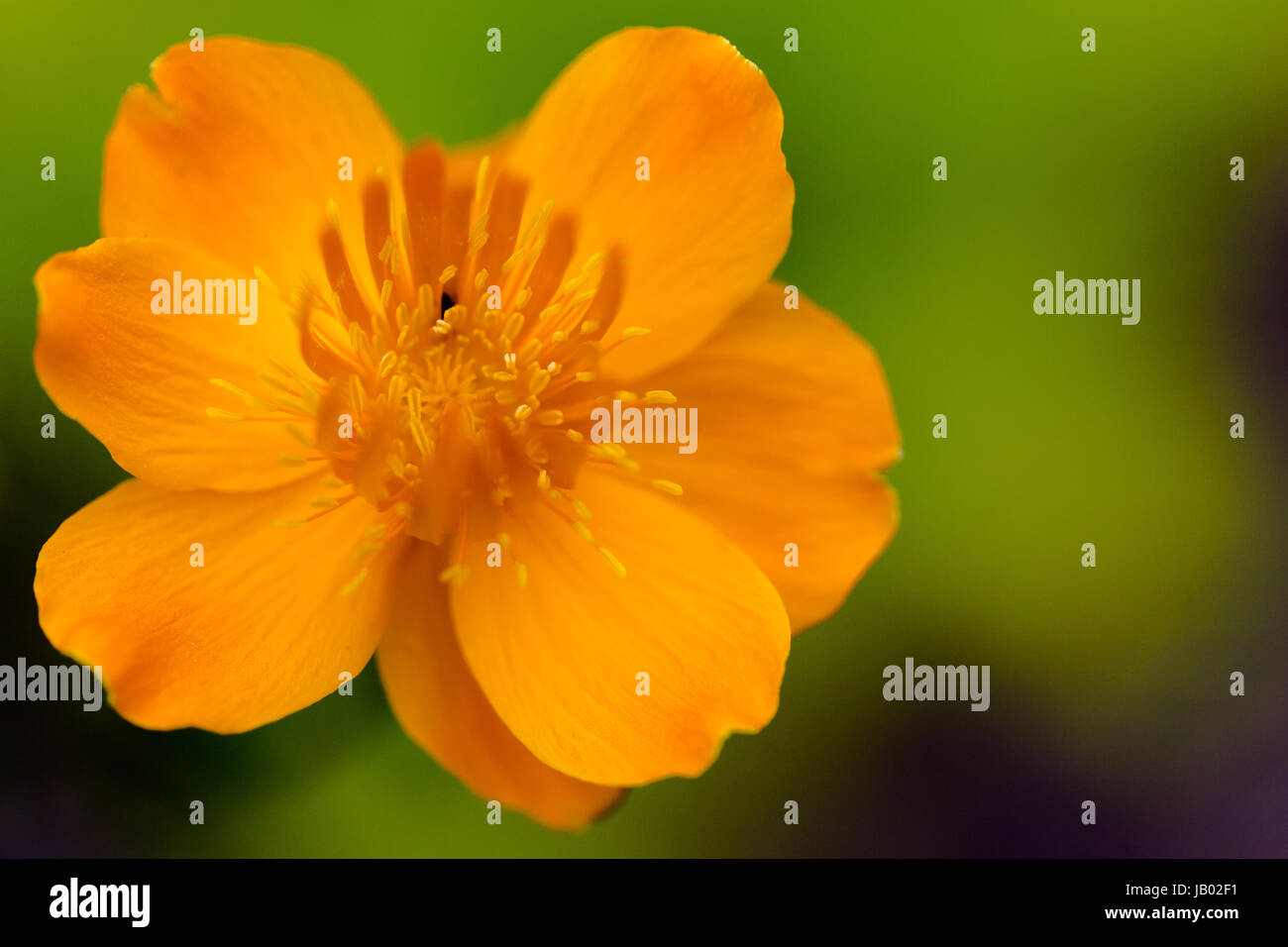 Golden Queen (Trollblume Chinensis) lebendige orange Flower Head Blick von oben auf grünem Hintergrund. Horizontale Makro erschossen mit flachen Tiefe Tiefe Stockfoto