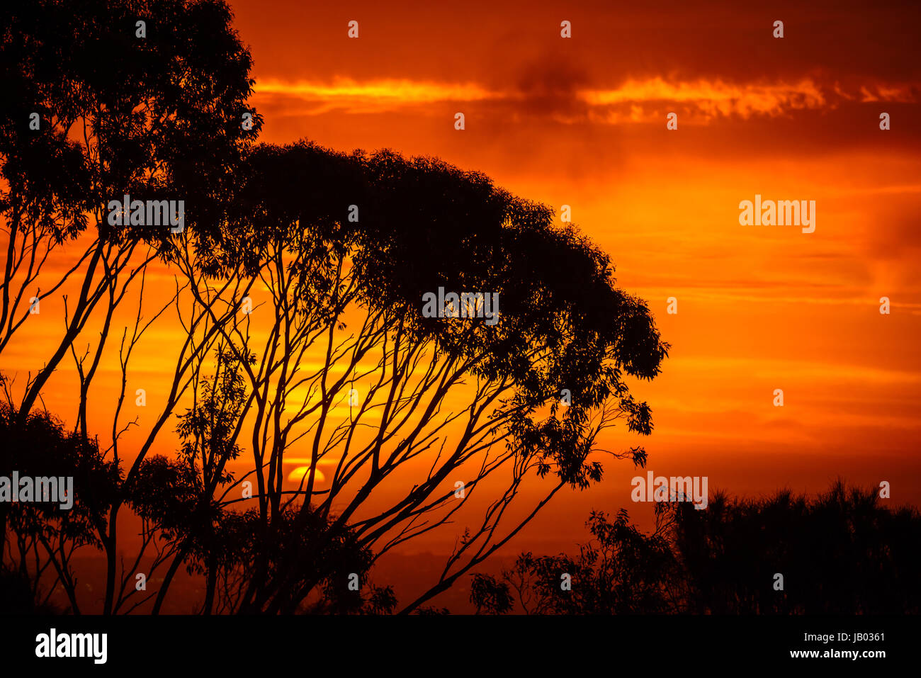 Dramatischen Sonnenuntergang über Gumtrees gesehen von Windy Point, South Australia Stockfoto